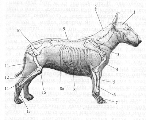 Скелет бультерьера