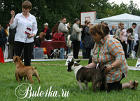 Миниатюрный бультерьер на выставке Белые Ночи 2009