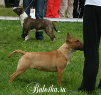 Миниатюрный бультерьер на выставке Белые Ночи 2009