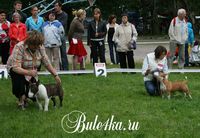 Миниатюрный бультерьер на выставке Белые Ночи 2009