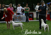 Стандартный бультерьер на выставке Белые Ночи 2009