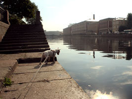 Сахарок смотрит в воду