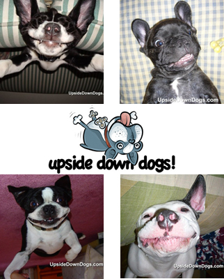 UpsideDownDogs